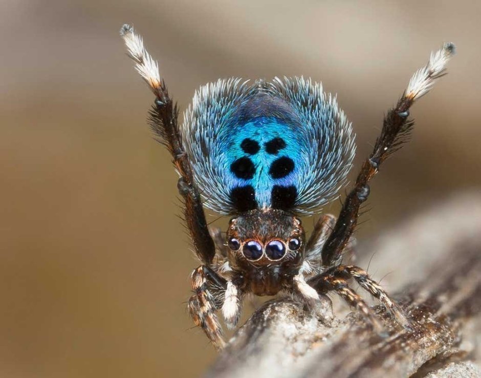Танцующий паук Павлин