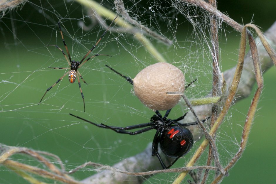 Паук черная вдова Каракурт