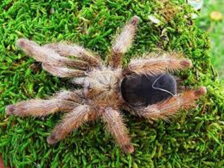 Паук Psalmopoeus pulcher