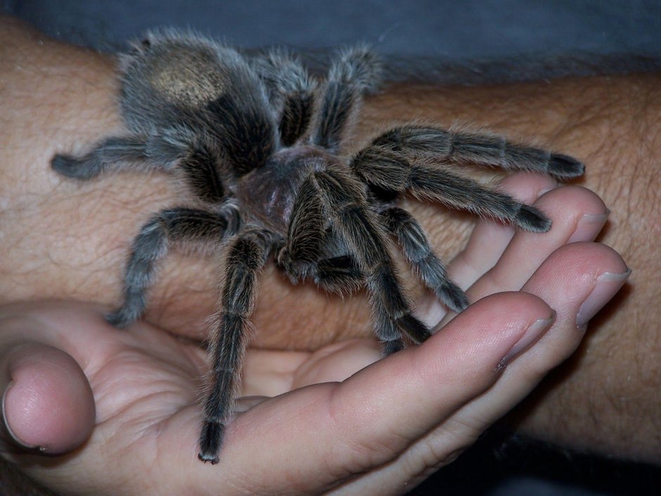 Взрослый Тарантул