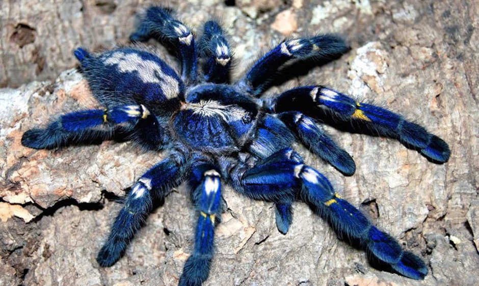 Паук птицеед Poecilotheria Metallica