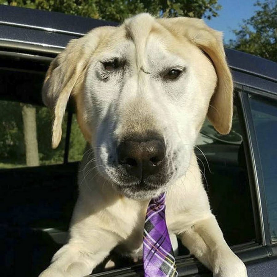 Смешные лабрадоры