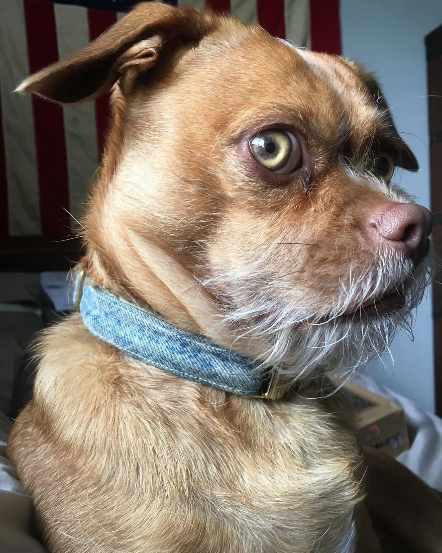 Удивительное лицо собаки