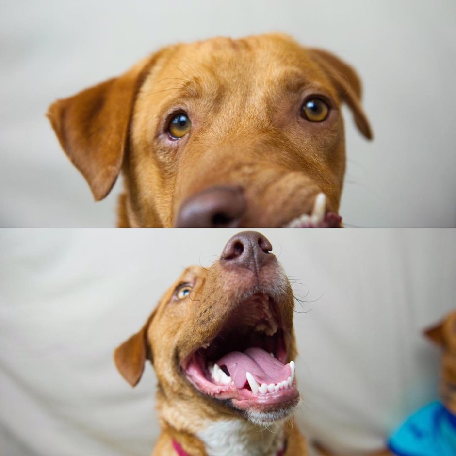 Собака с Кривой мордой