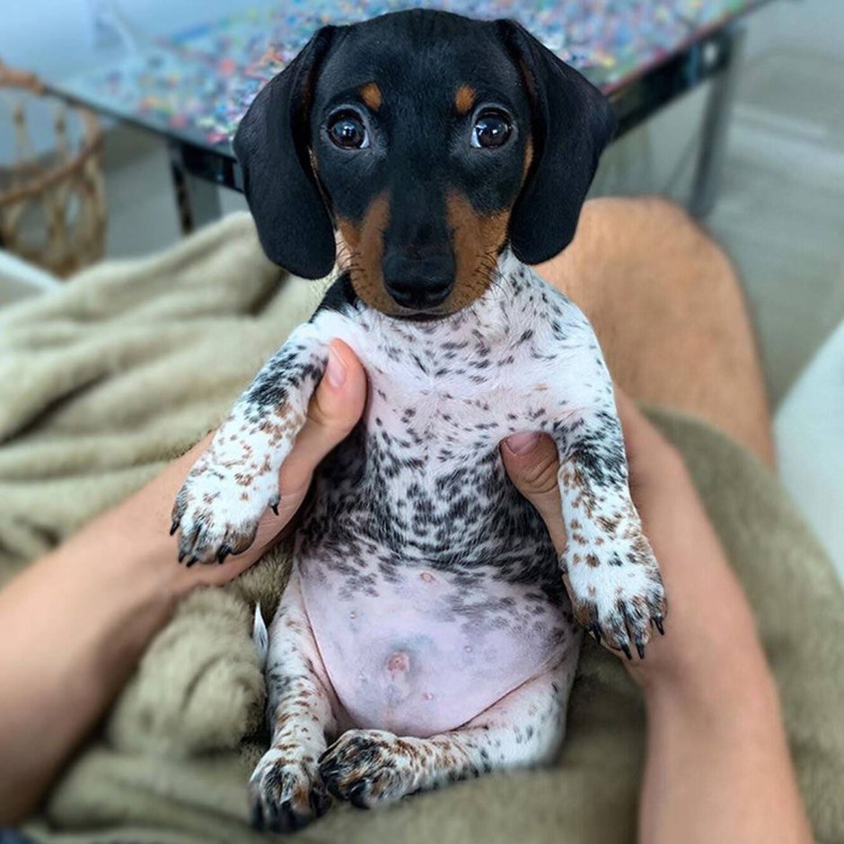 Необычные таксы