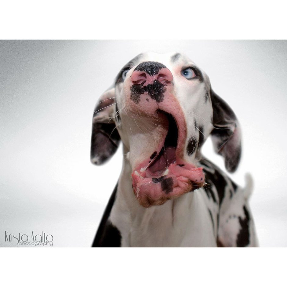 Собаки необычных пород