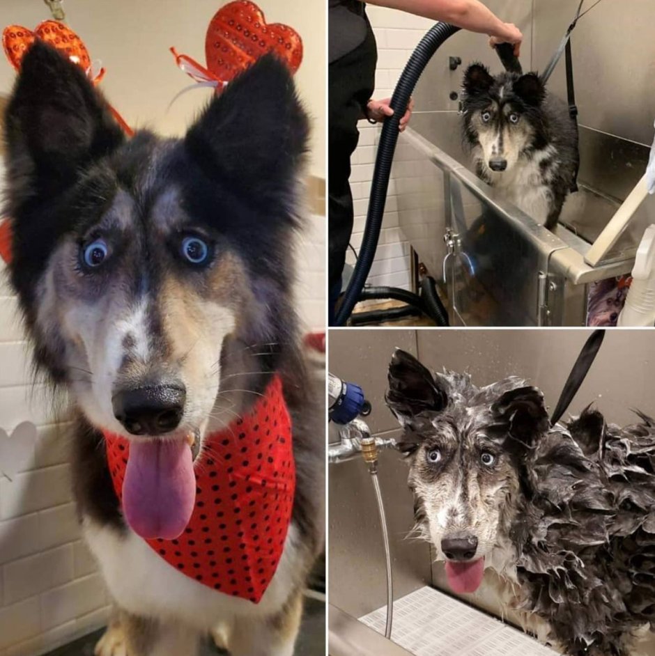 Джубили собака хаски