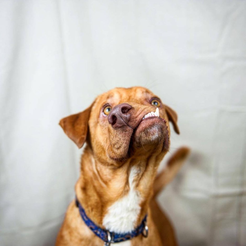 Собачка с Кривой мордой