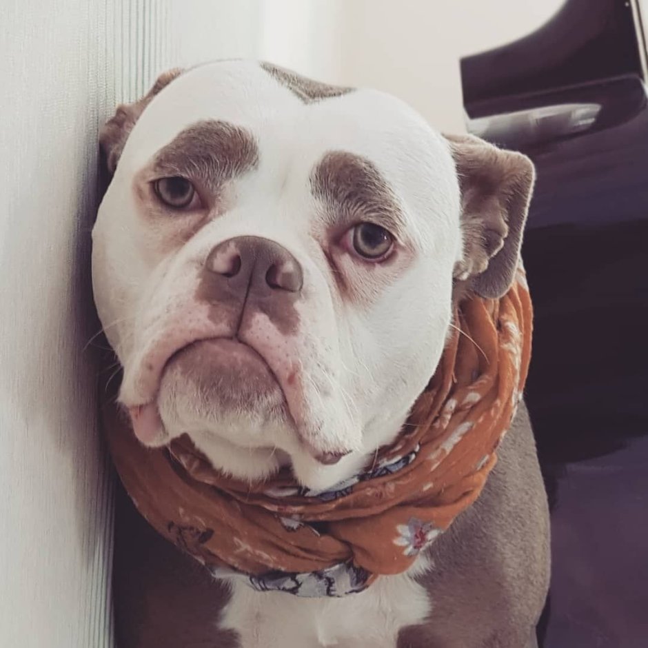 Собака с круглой мордой