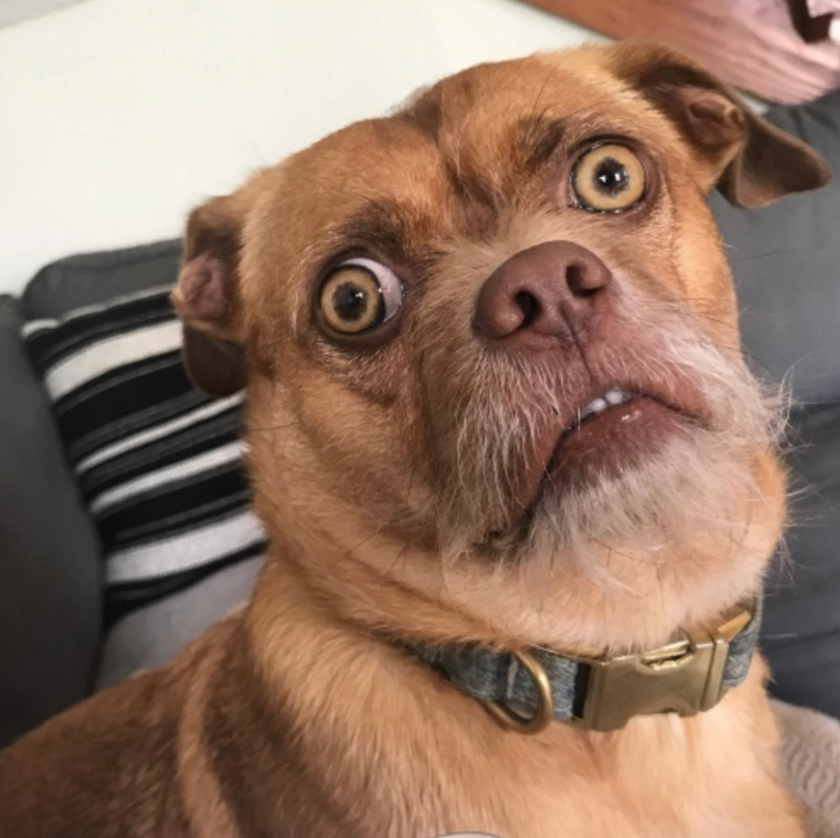 Собака удивление