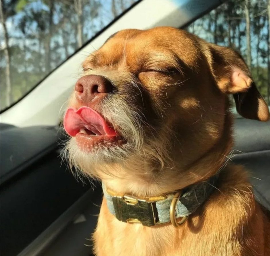 Смешные эмоции животных