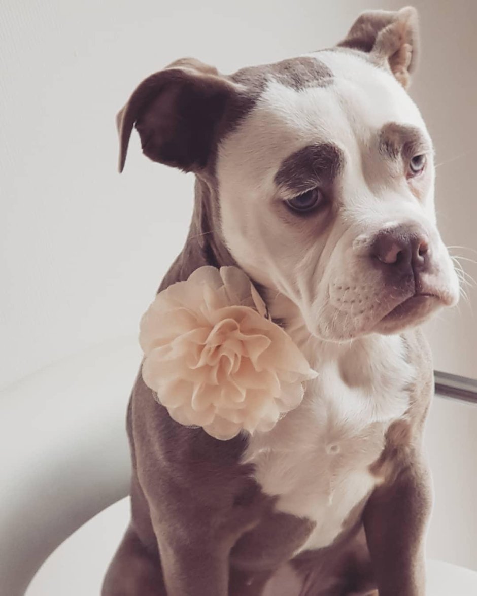 Печальная собака