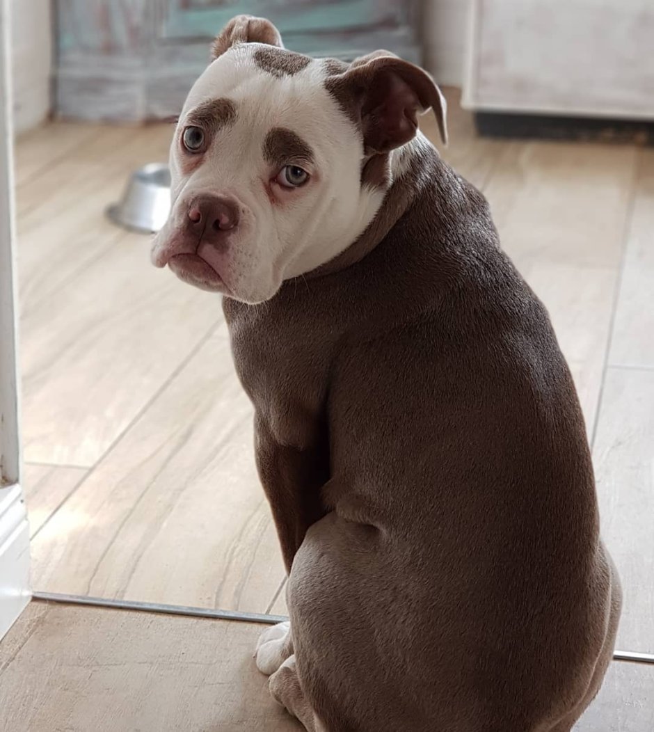 Животные с необычным окрасом