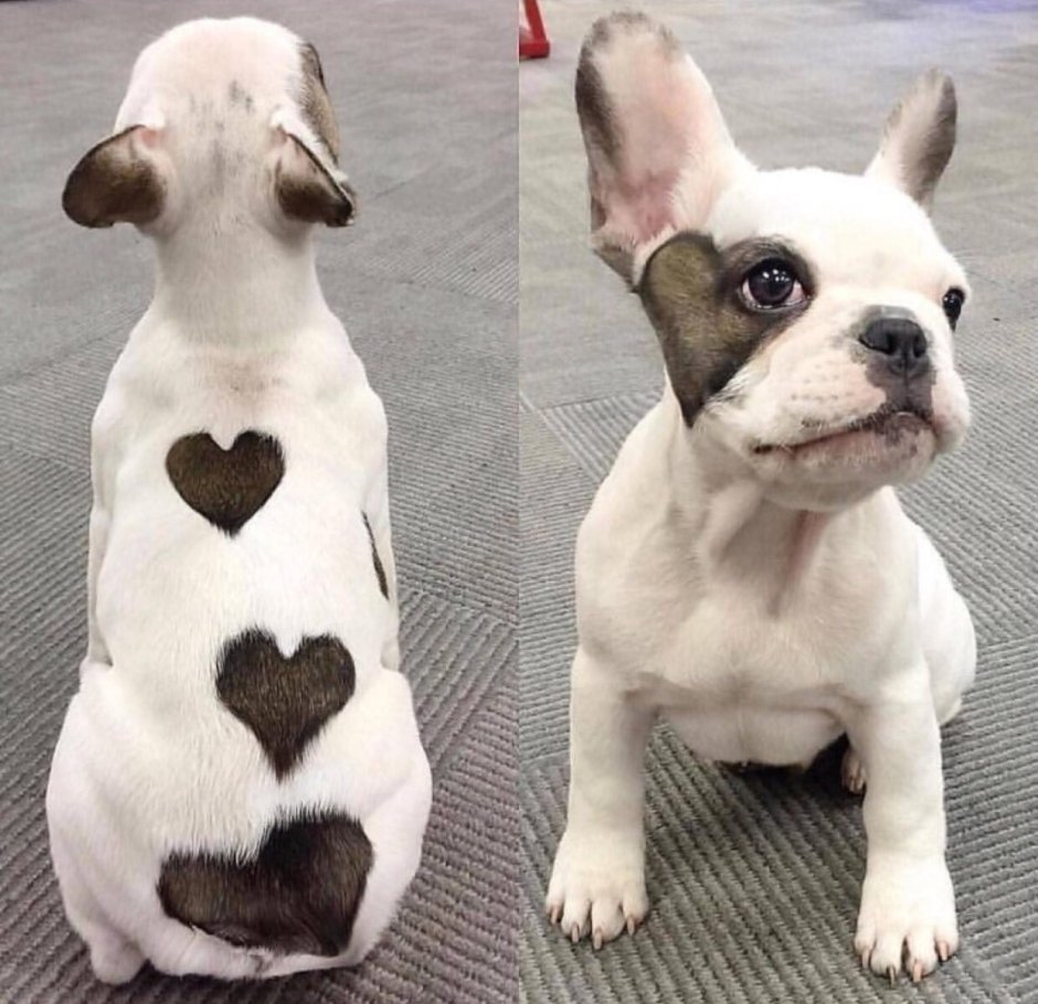 Необычные расцветки собак