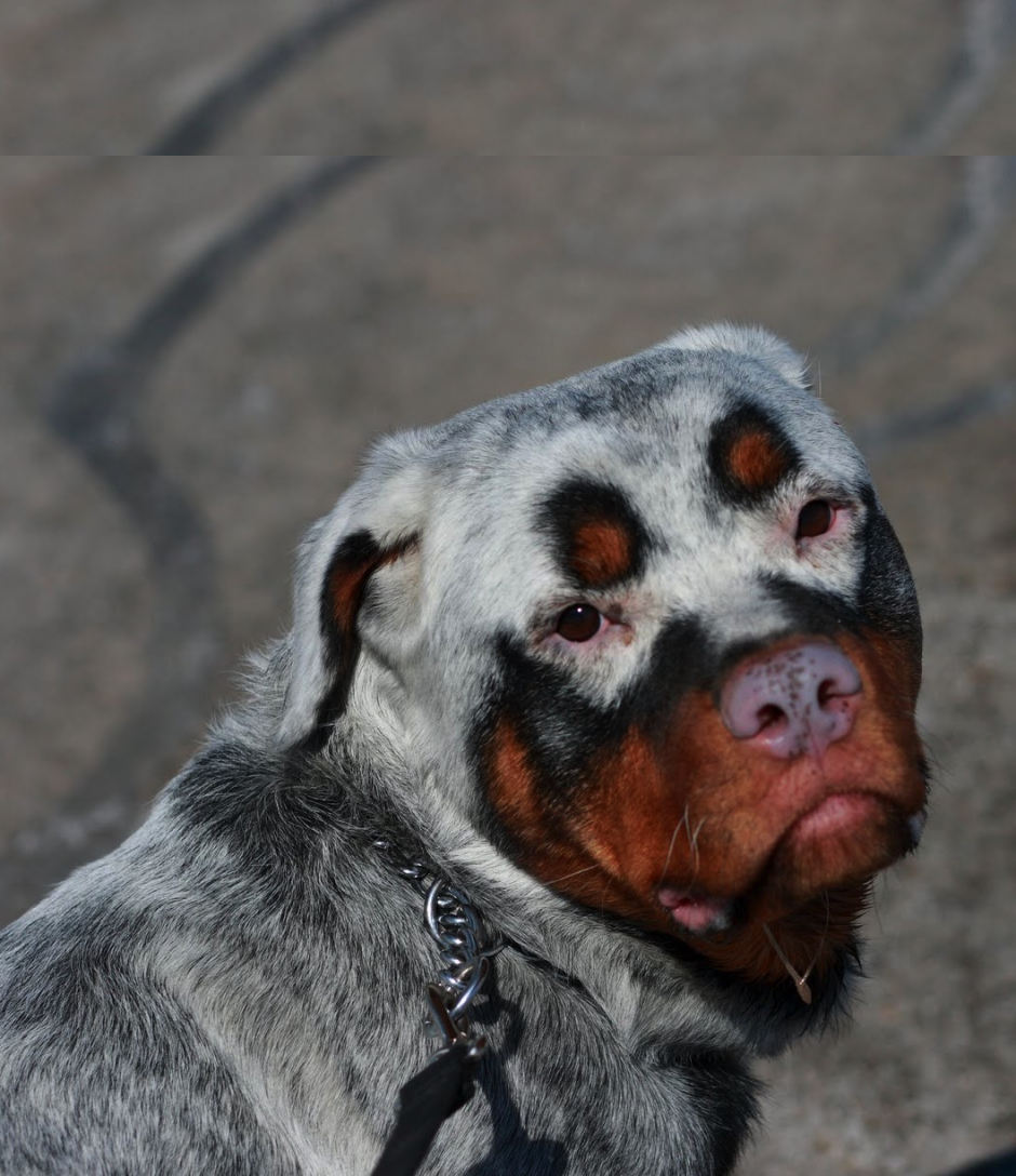 Ротвейлер альбинос