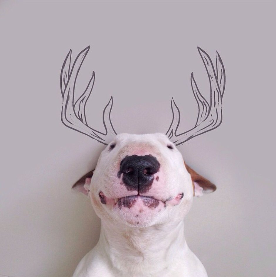 Рога оленя для собак