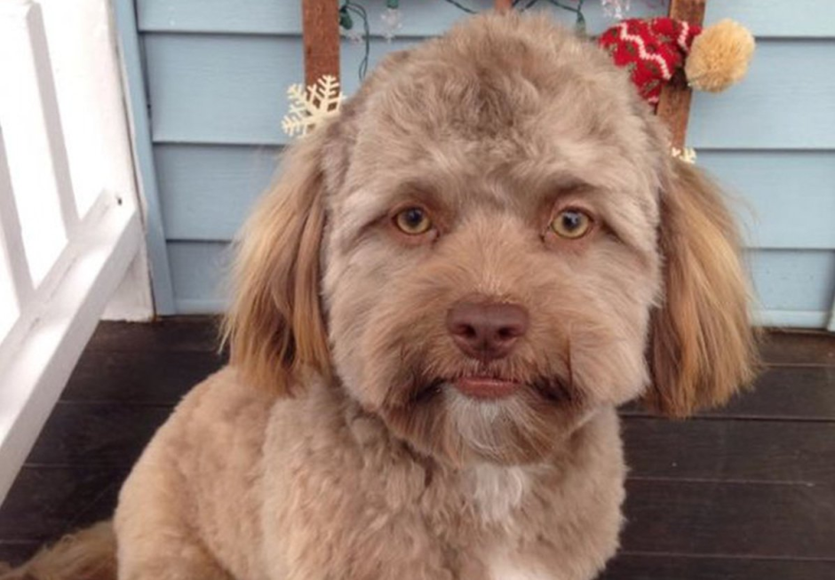 Собака с длинной челкой