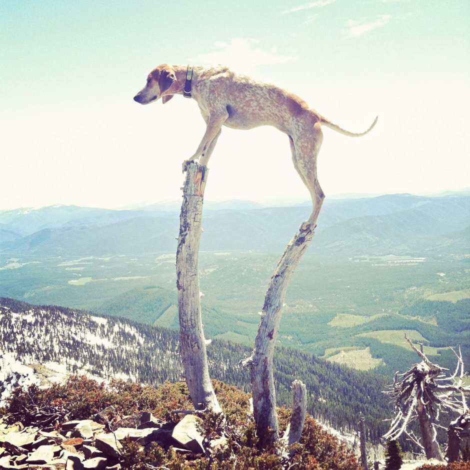 Животные в необычных местах