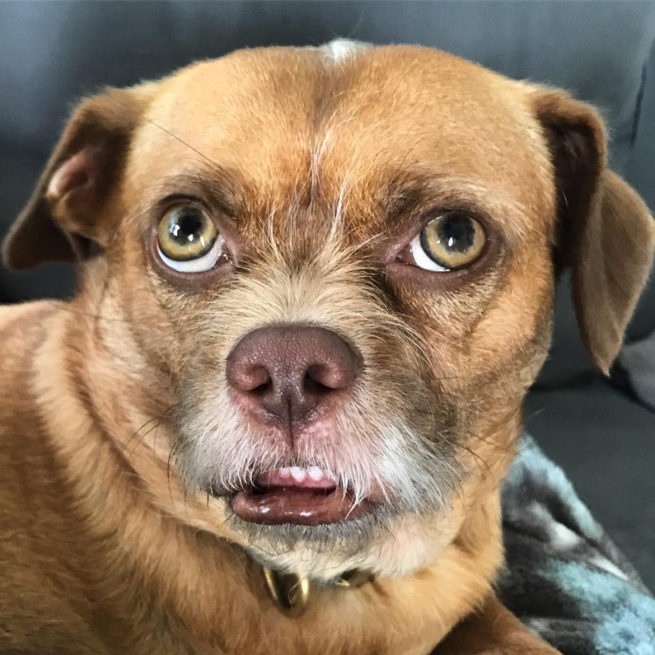 Собака удивление