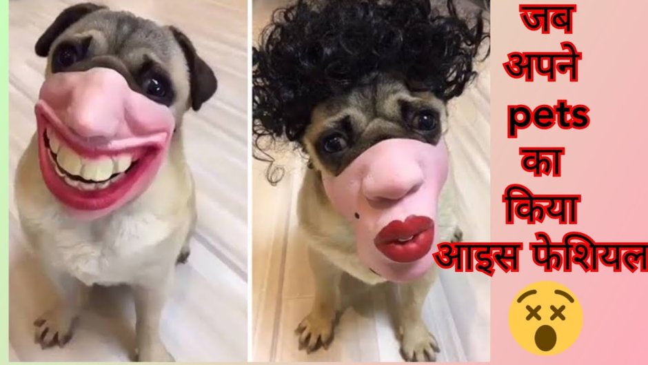 Смешные намордники для собак