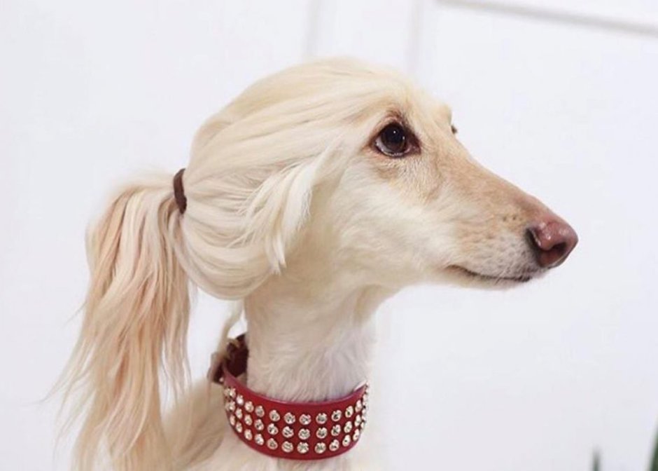 Собака Иванки Трамп