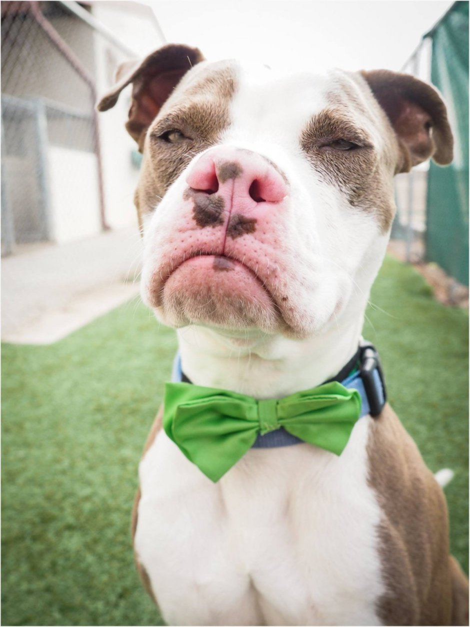 Морда собаки