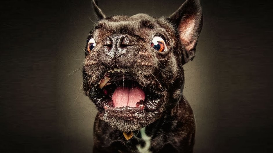 Слюнявый французский бульдог