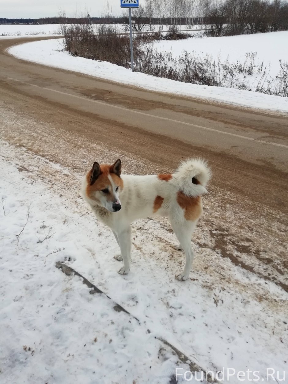 Лайка белый с пятнами