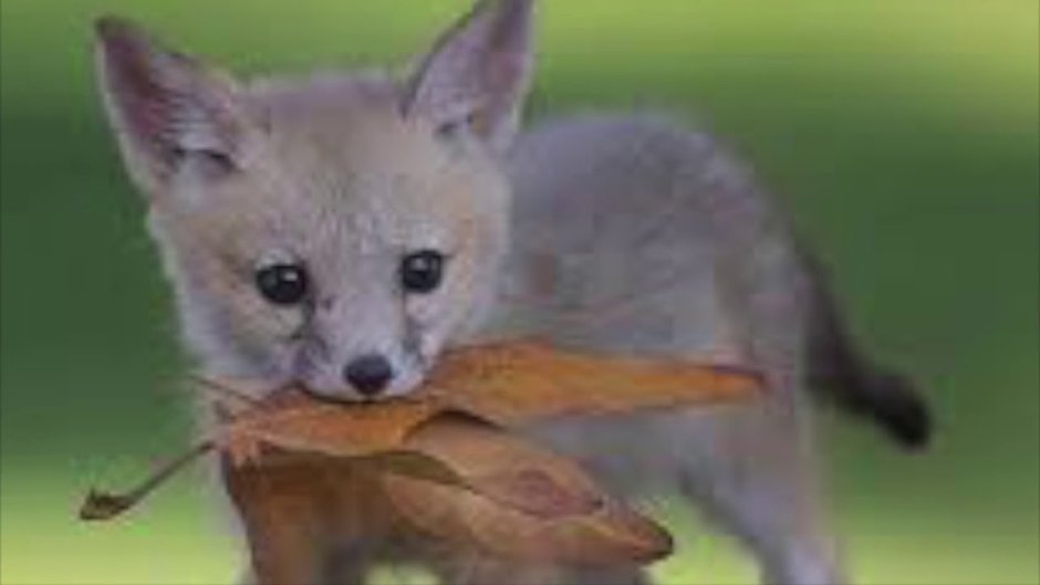 Babyfox лиса