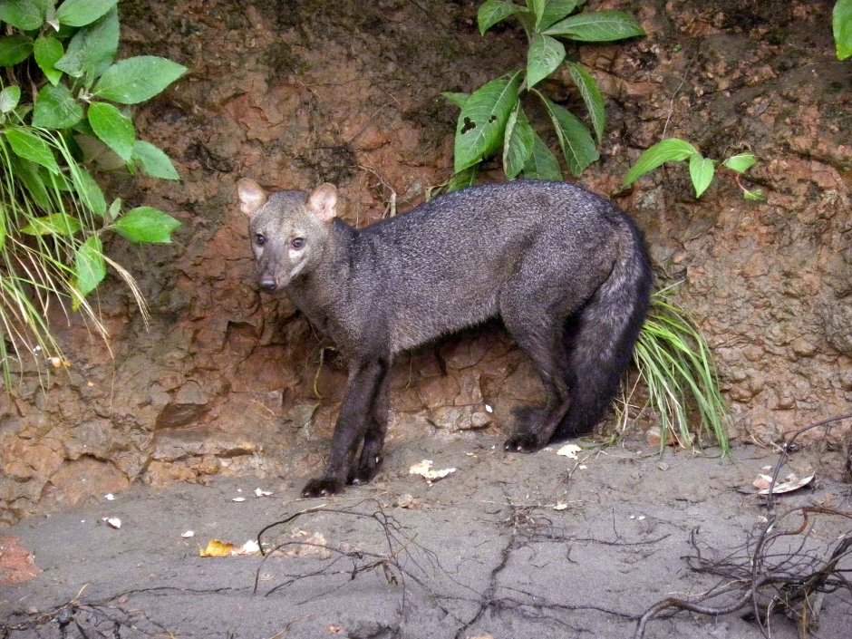 Короткоухая лисица