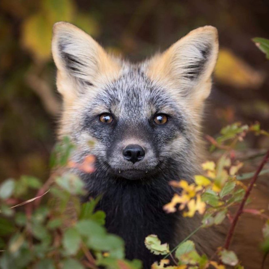 Fantastic Wildlife