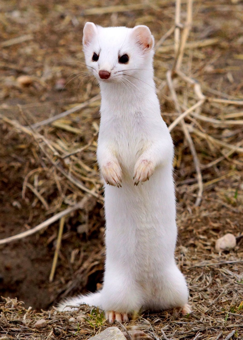 Ласка Mustela nivalis Linnaeus, 1766 ареал
