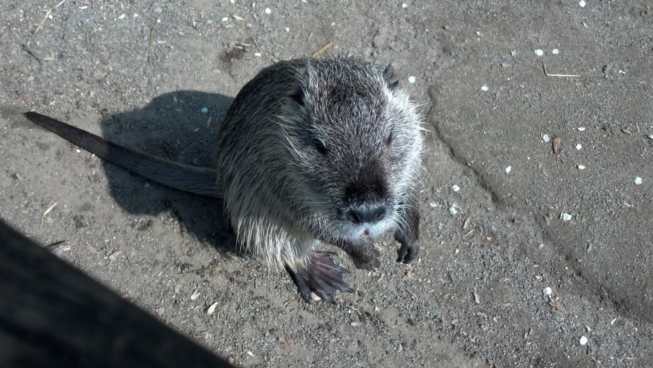 Myocastor coypus нутрия хвост
