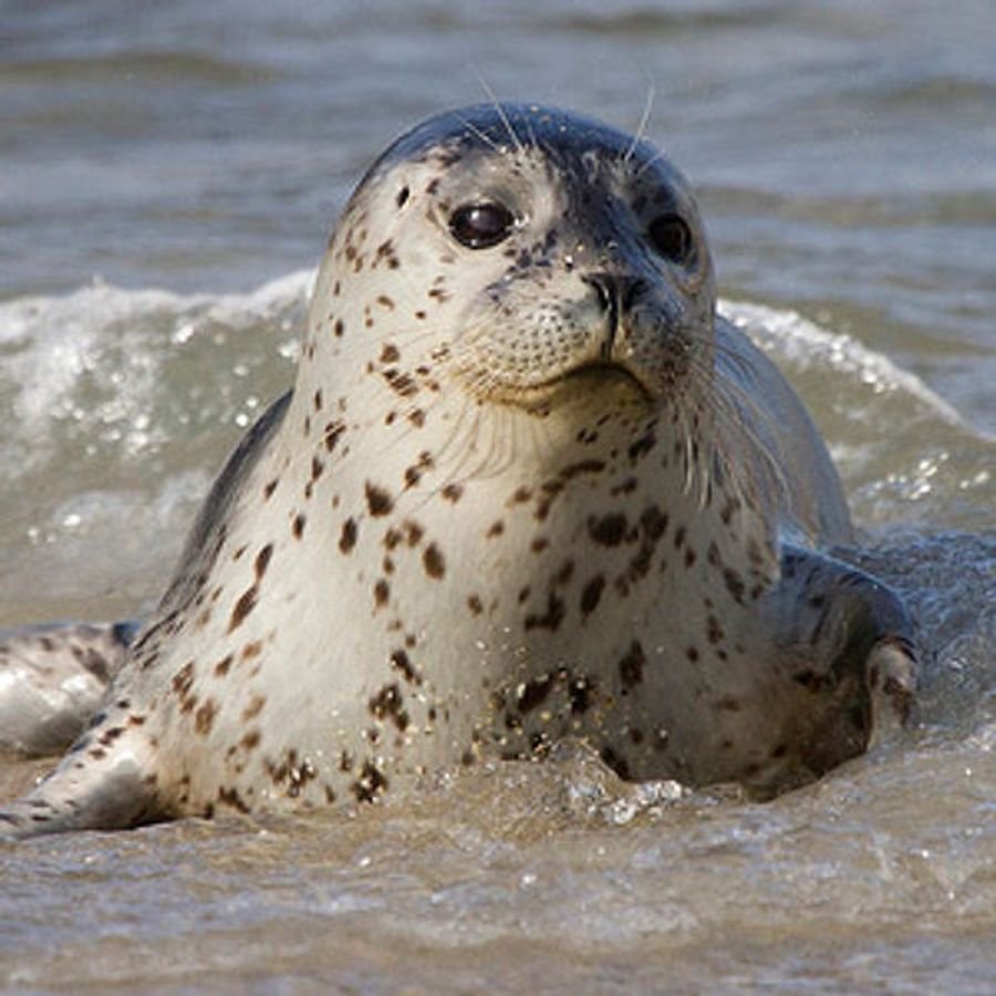 Рыжий морской котик