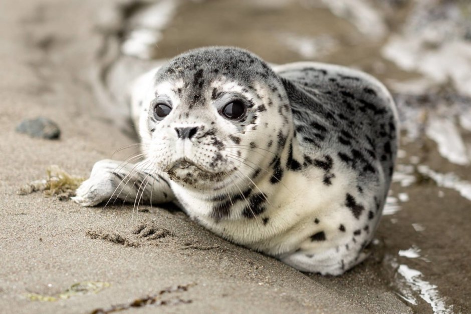 Детеныш пятнистого тюленя