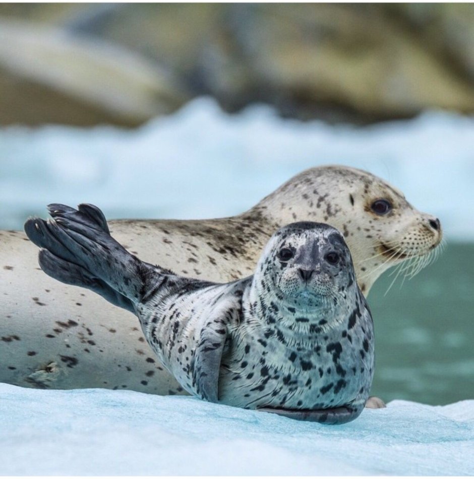 Балтийская кольчатая Нерпа