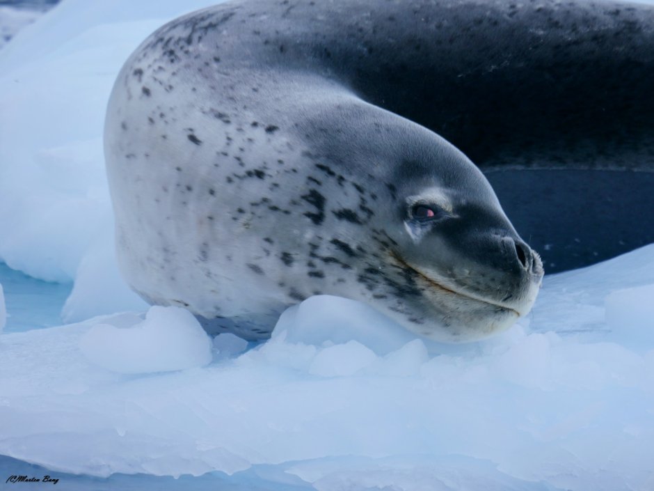 Антарктида животный мир морской леопард