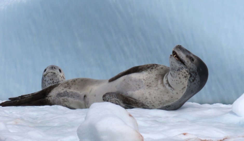 Морской леопард детеныш
