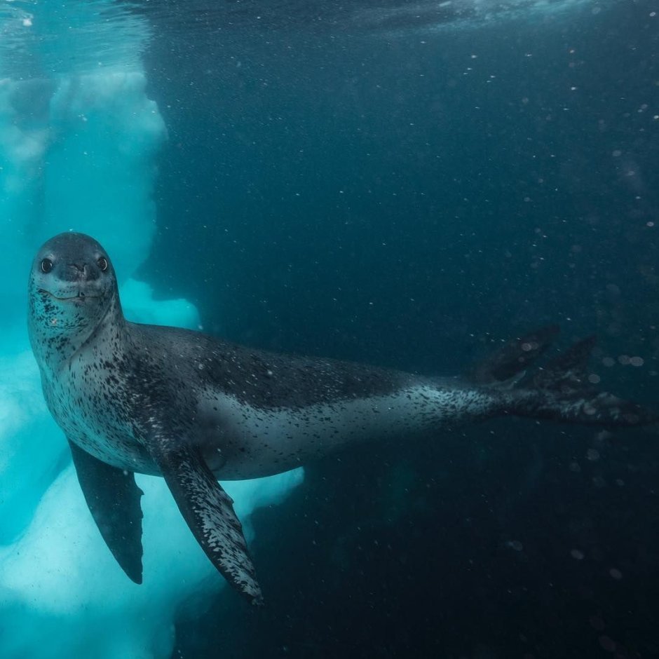 Существует ли морской леопард