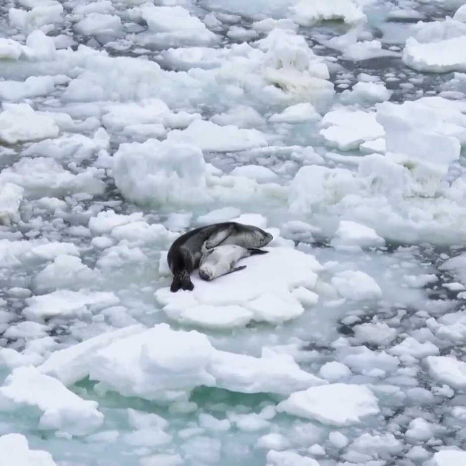 Морской леопард на льдине с детенышами