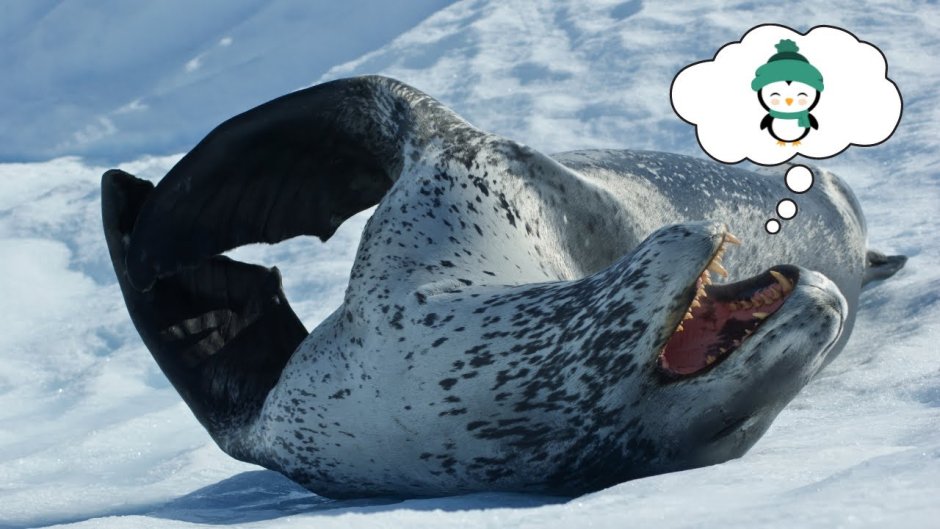 Самка морского леопарда