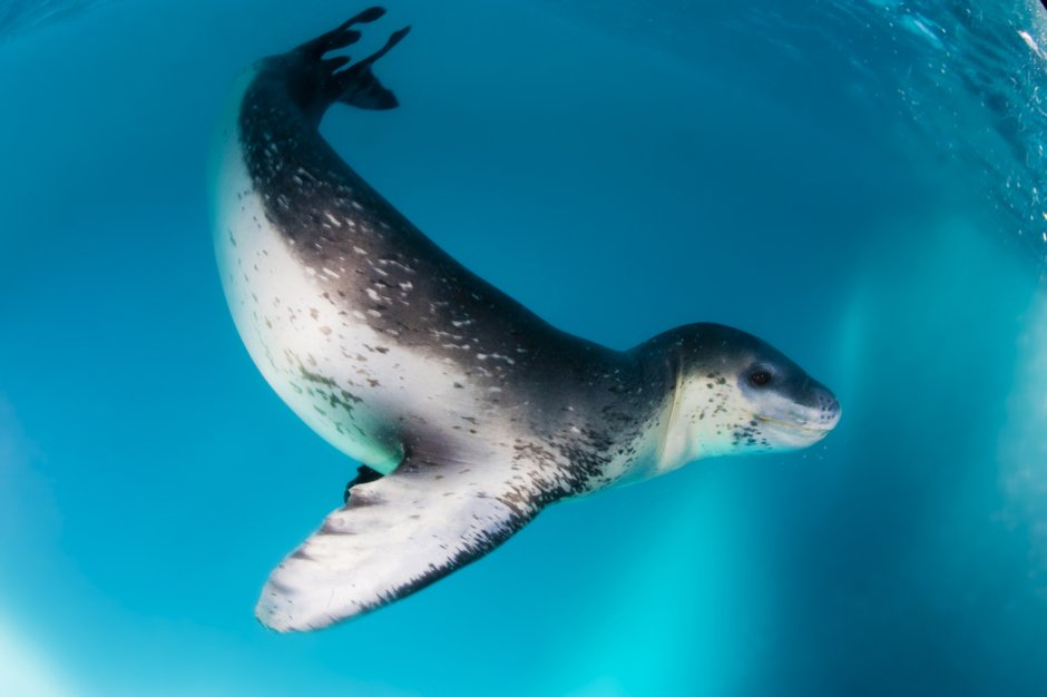 Морские животные Антарктиды