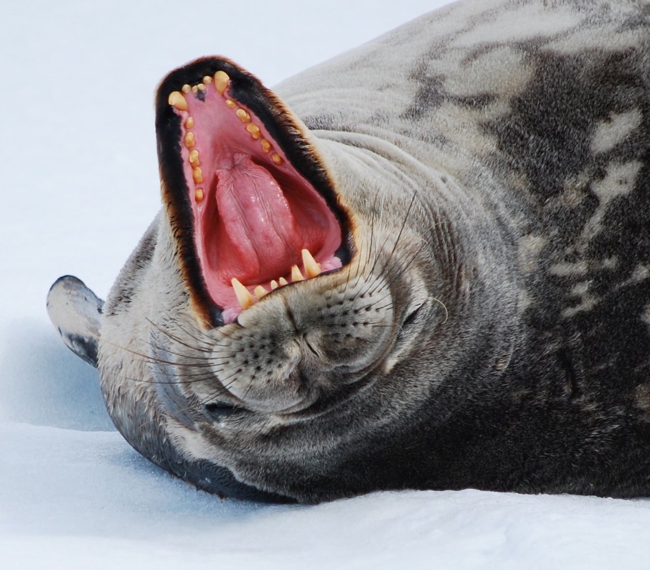 Суперхищники морской леопард