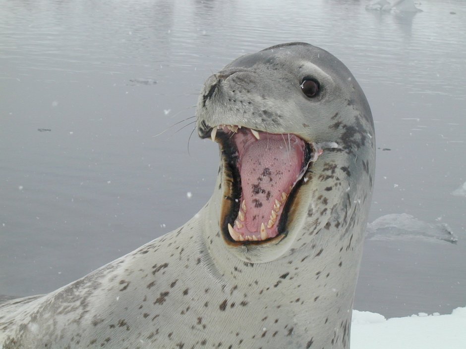 Морской леопард в Антарктиде