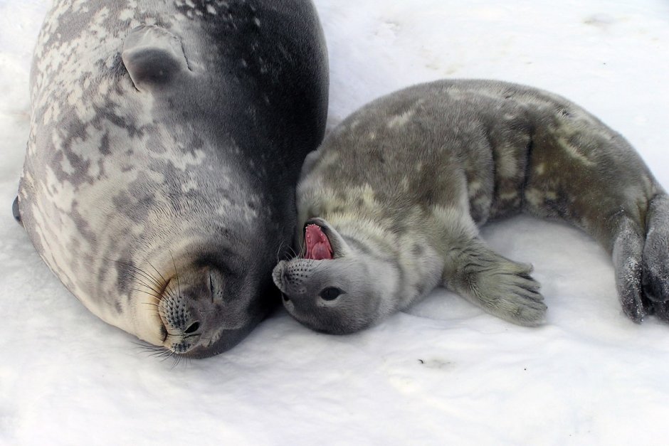 Морской леопард детеныш
