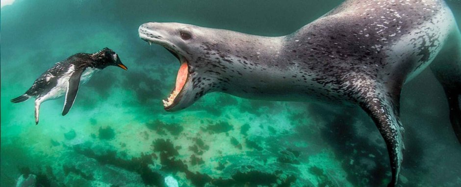Морской леопард самка с самцом