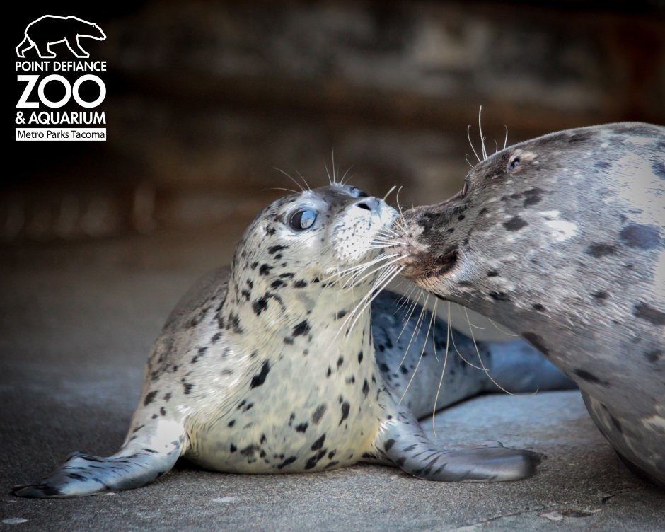 Морской леопард в зоопарке