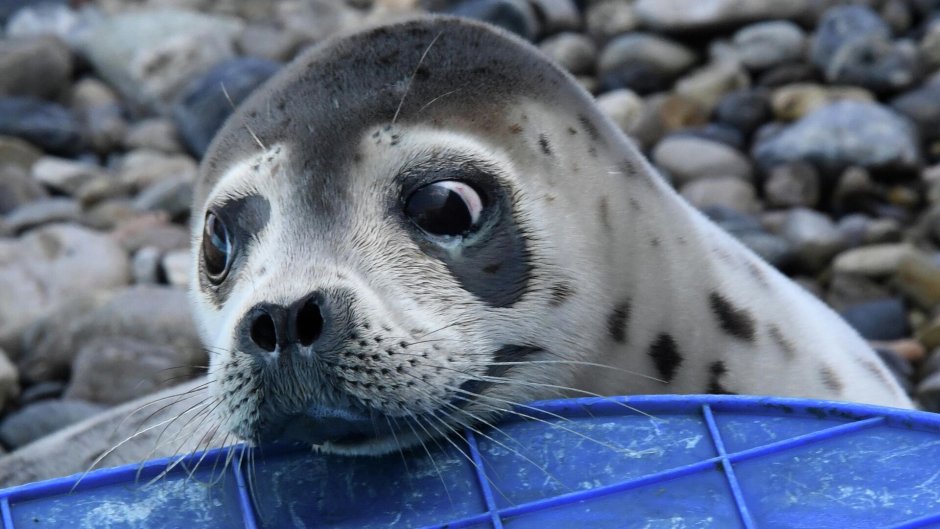 Ларга Дальневосточная Нерпа