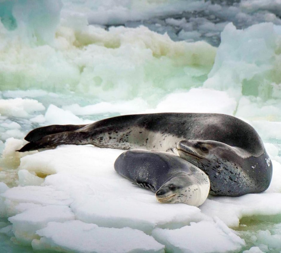 Морской леопард детеныш