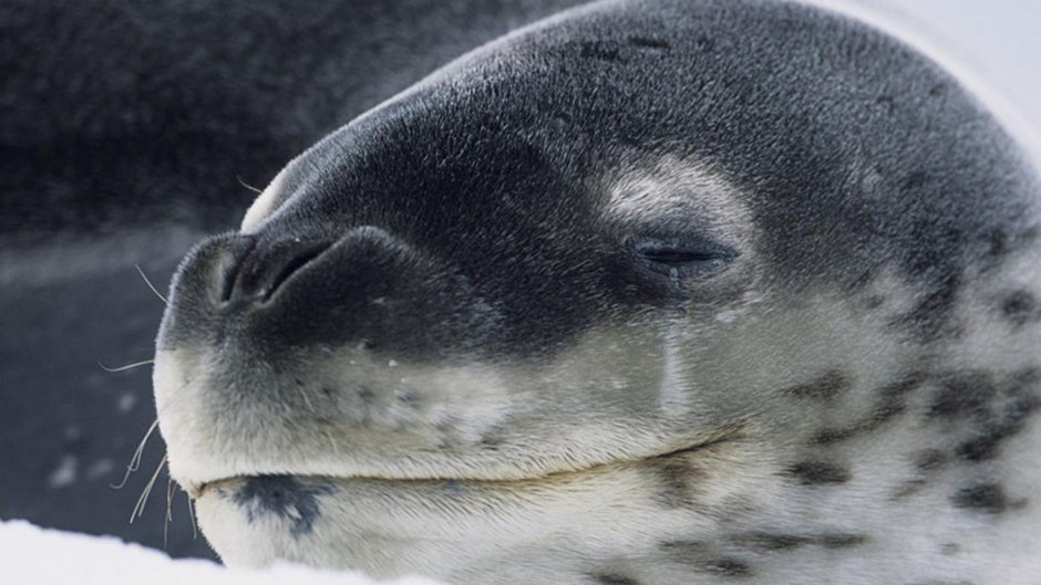 Морской леопард детеныш